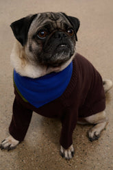 Pet Winston Sweater | Earth Multi