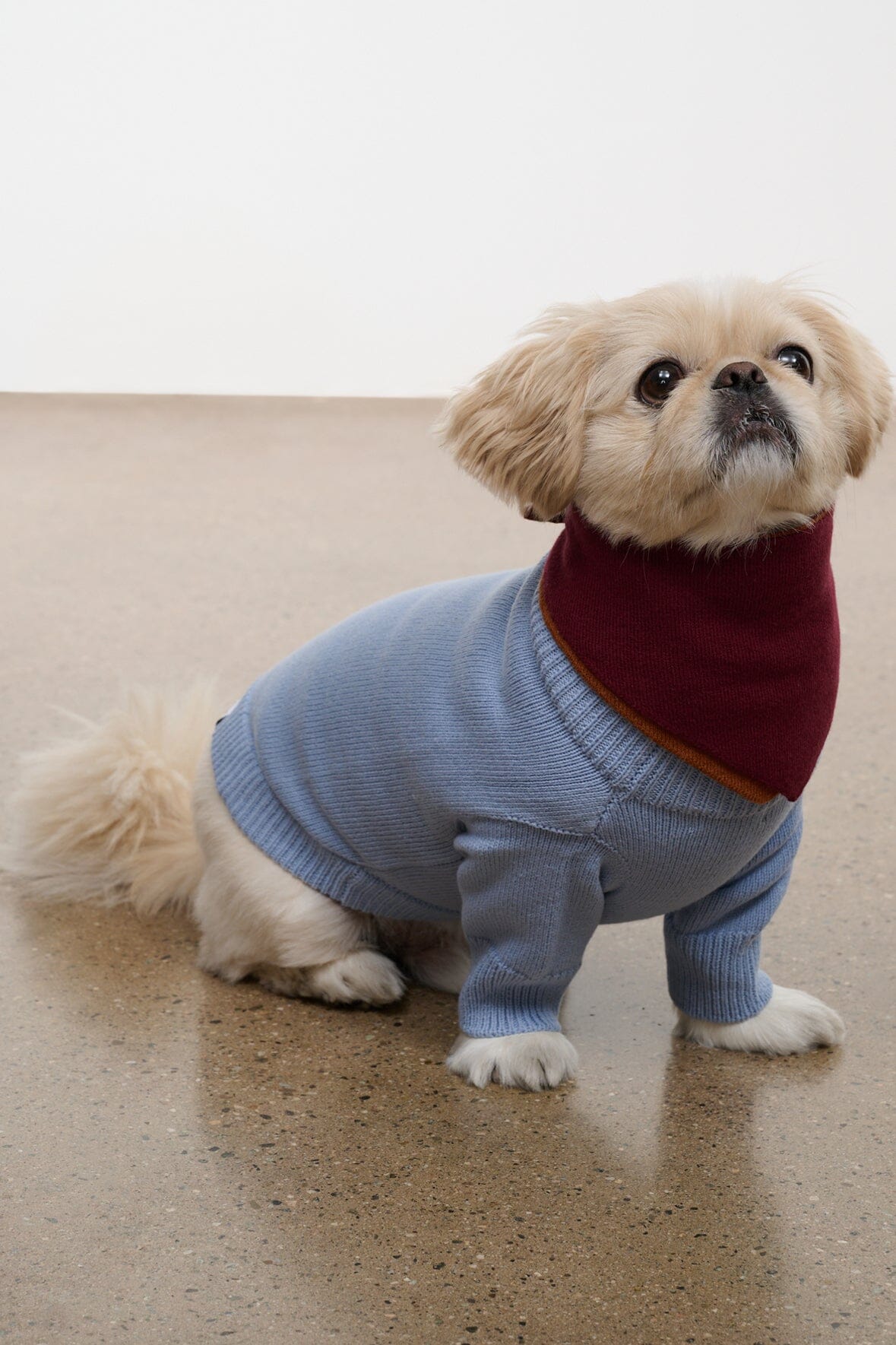Pet Winston Sweater | Powder Blue Multi