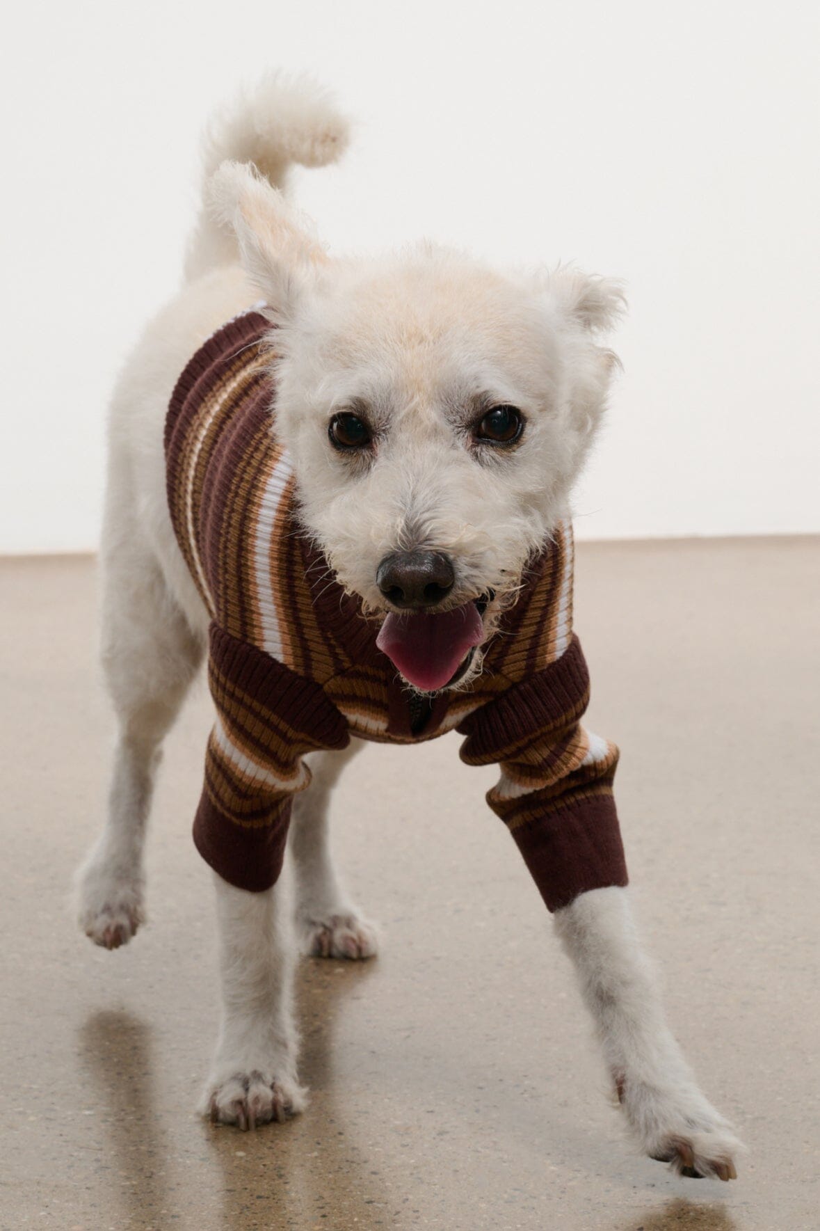 Pet Hampton Sweater | Tobacco Stripe