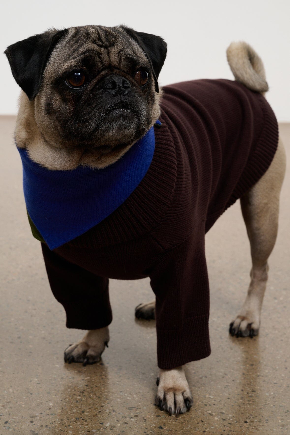 Pet Winston Sweater | Earth Multi